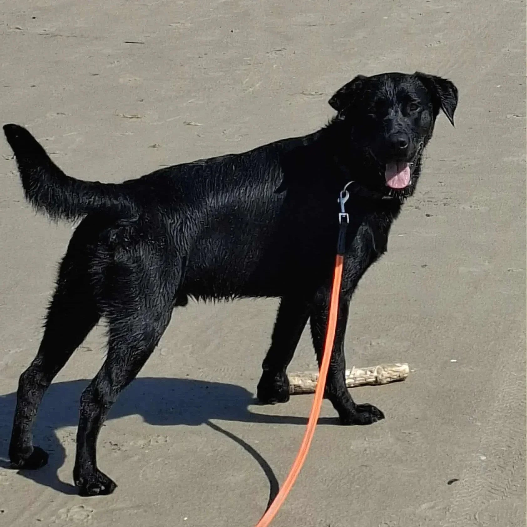 Arlo