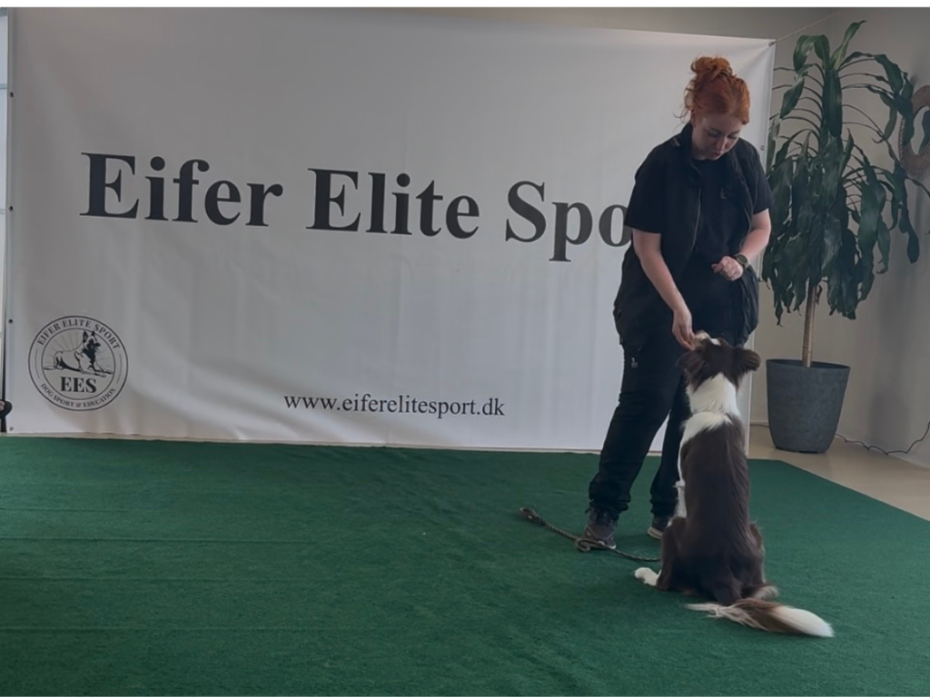 Bag adfærden: Når nervesystem, anatomi og adfærd smelter sammen 🧠🐾