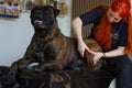 Hundemassage - Klippekort 3 opfølgende behandlinger