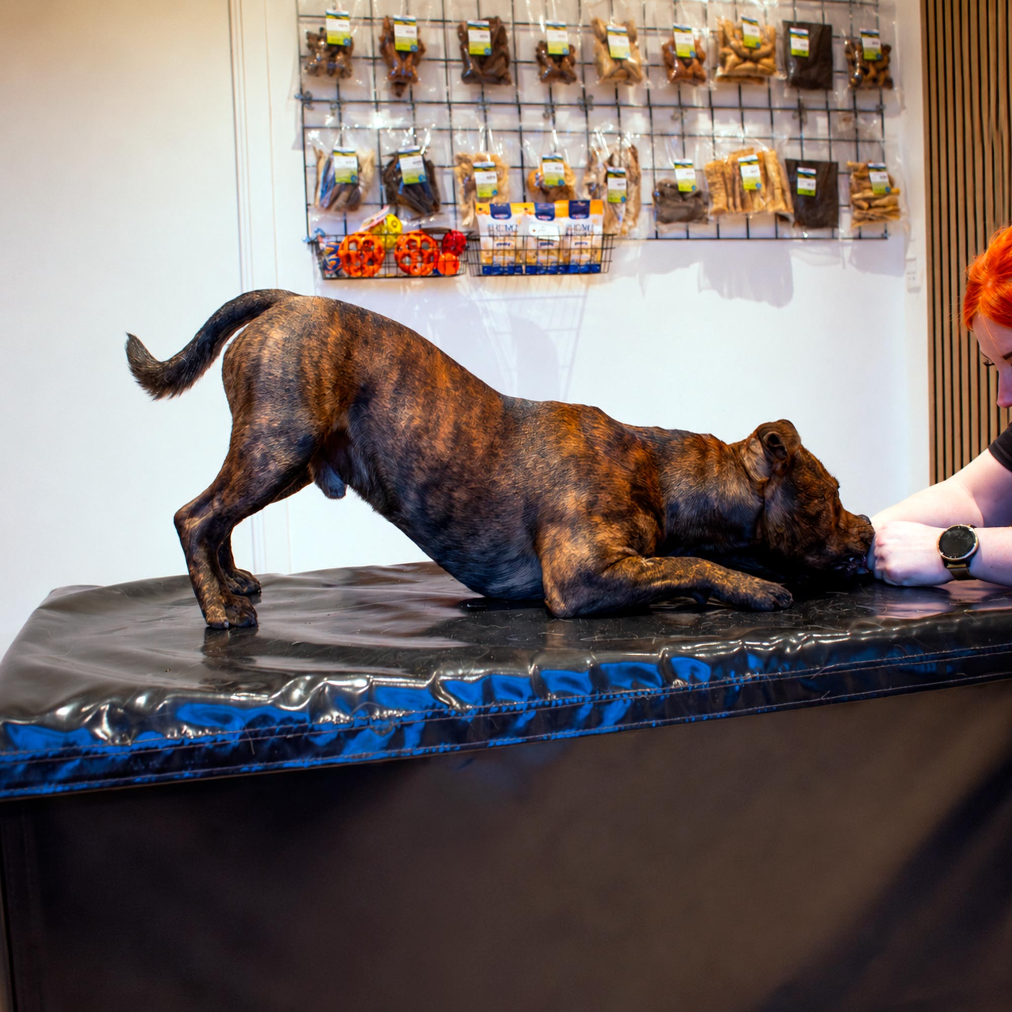 Hundemassage - Individuelt tilpasset genoptræningsforløb