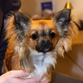 Hundemassage - Hvalpetjek fra 4. - 8.uge