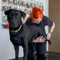 Hundemassage - Opstartsbehandling