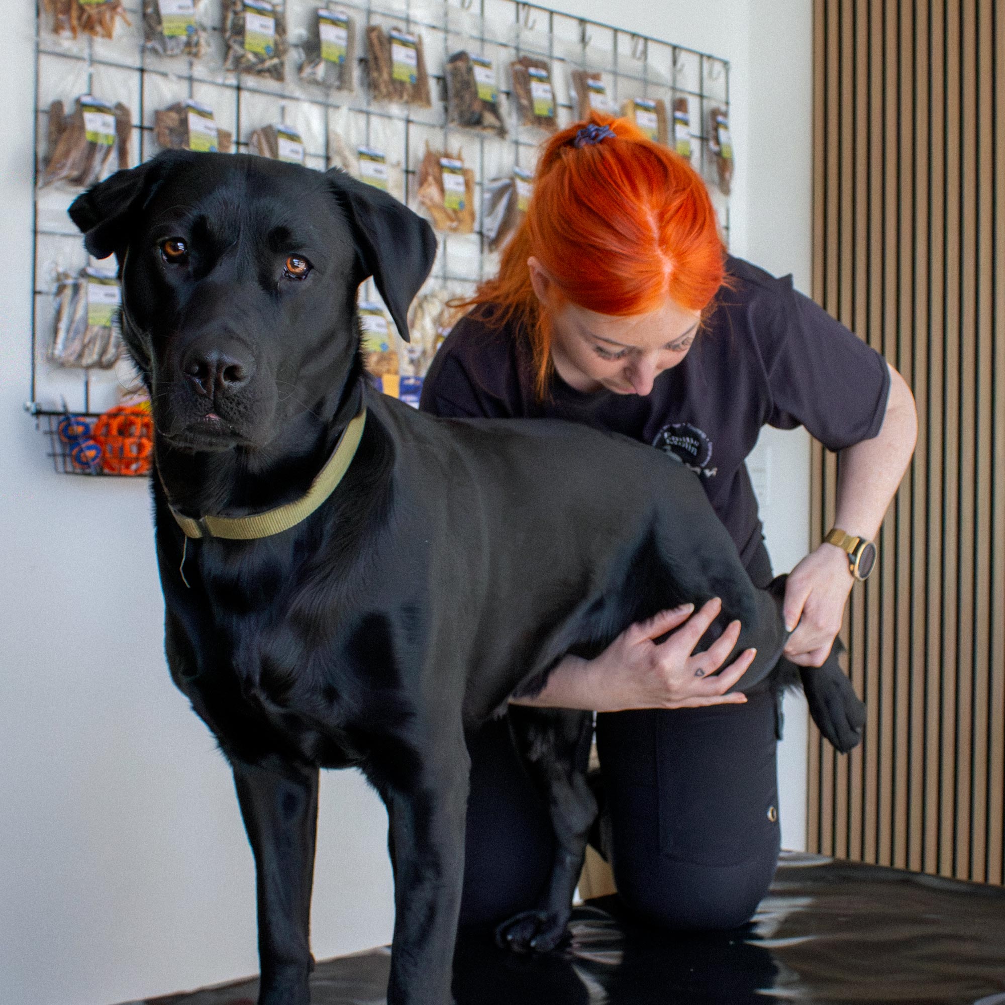 Hundemassage - Opstartsbehandling