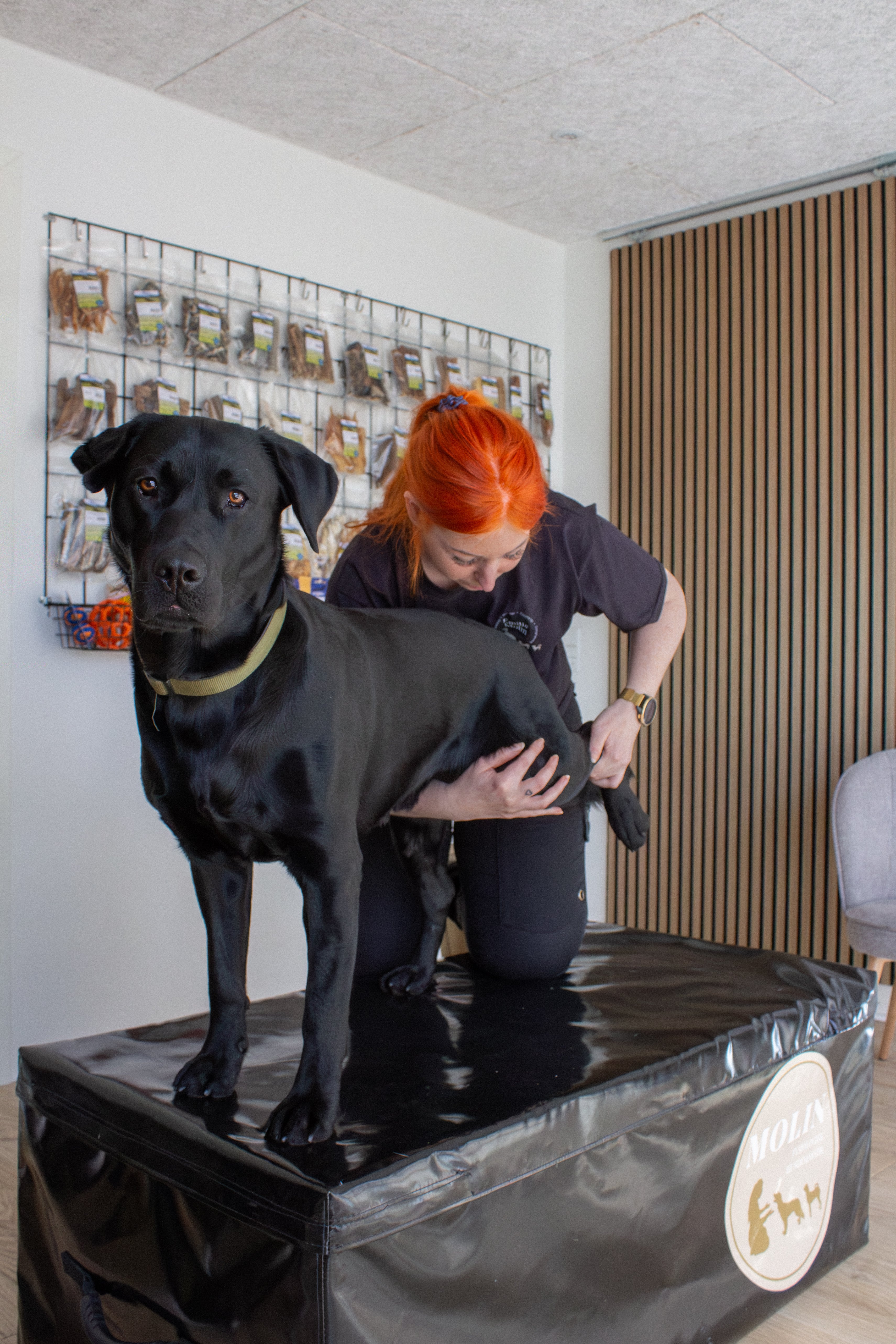 Hundemassage - Opstartsbehandling