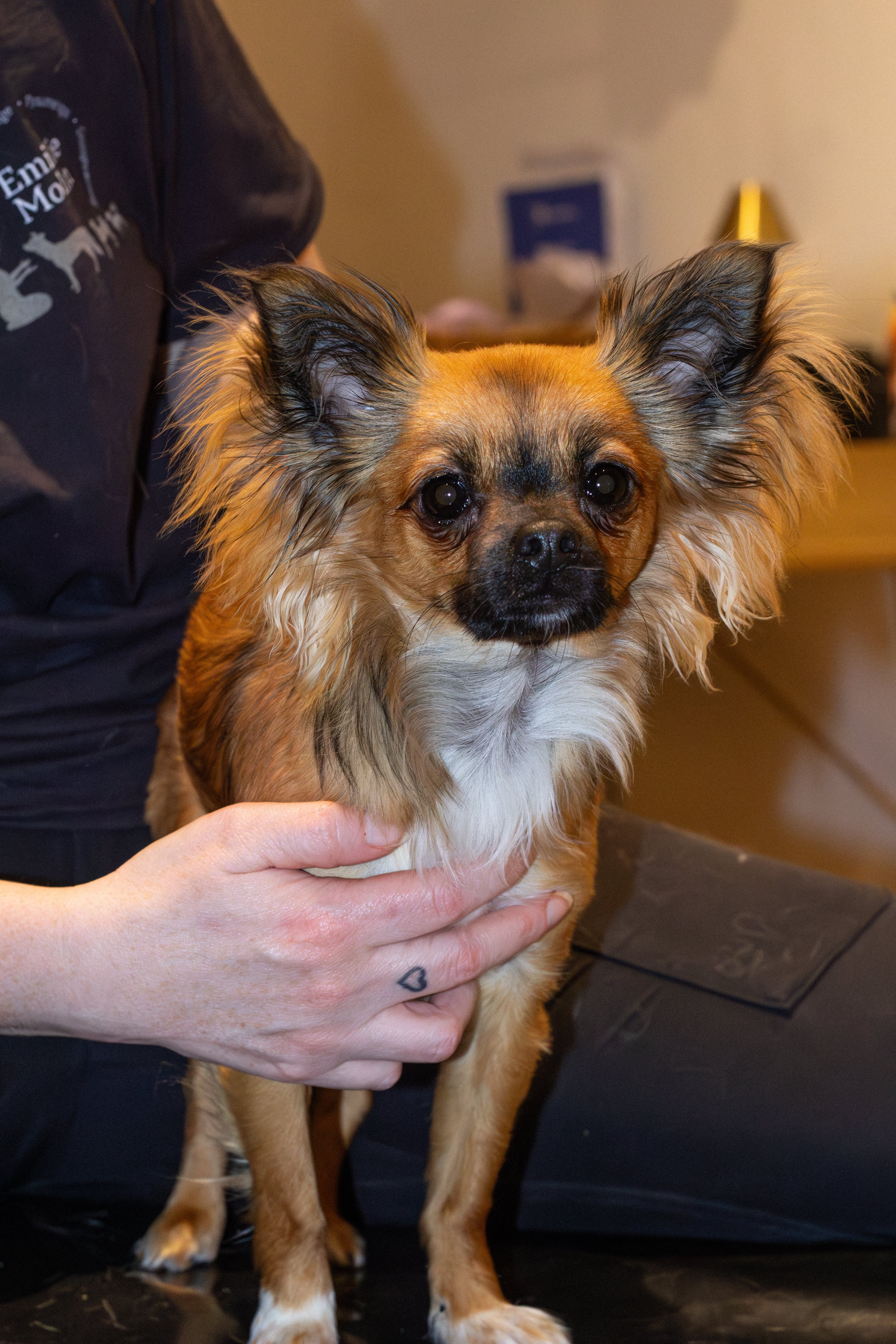 Hundemassage - Hvalpetjek fra 4. - 8.uge